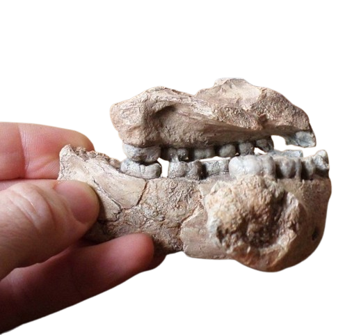 Australopithecus afarensis Jaw Maxilla and Mandible Replica Cast