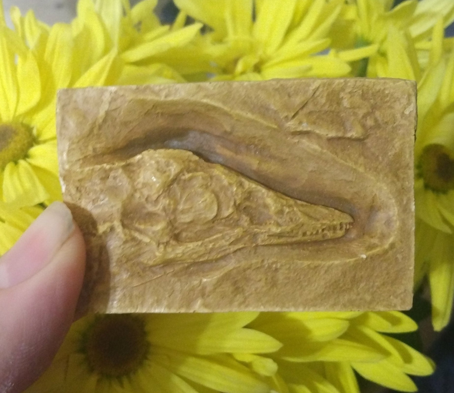 Archaeopteryx first bird skull cast replica