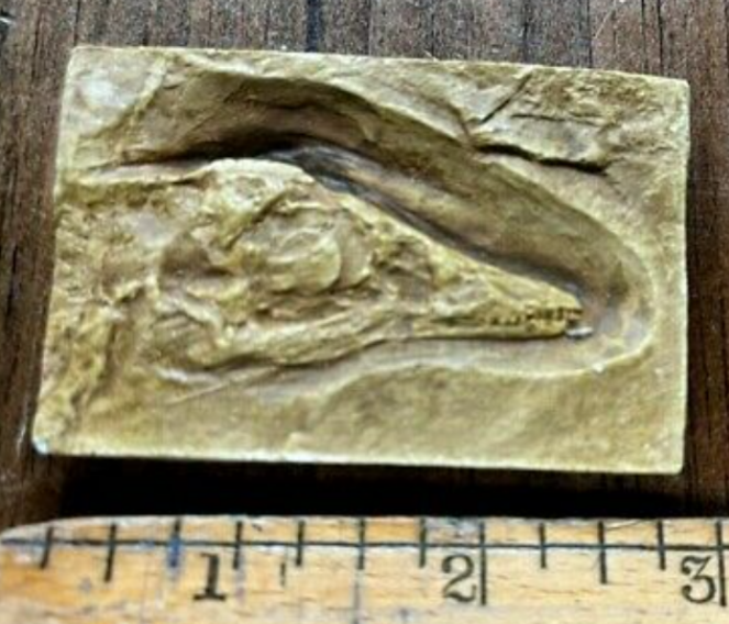 Archaeopteryx first bird skull cast replica