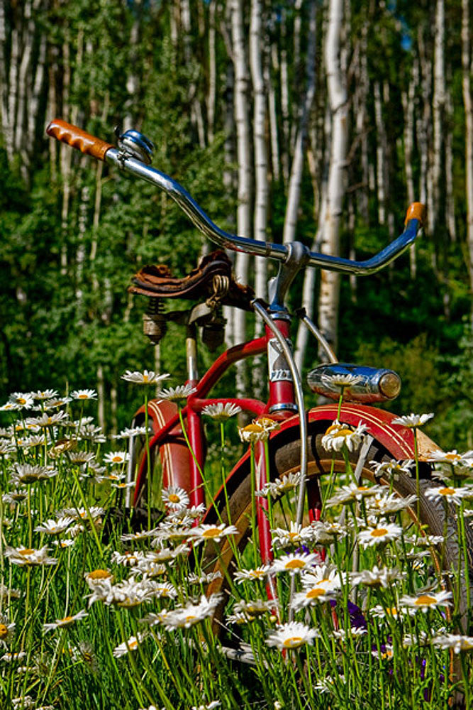 Aspen Daisy Bicycle Landscape Art Prints by Todd Van Fleet Artist