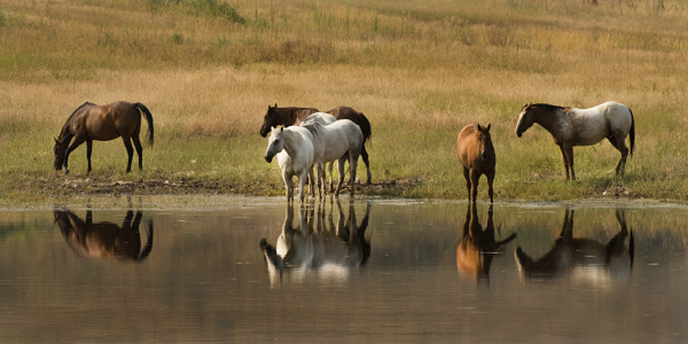 At the Water Hole Art Prints by Robert Dawson