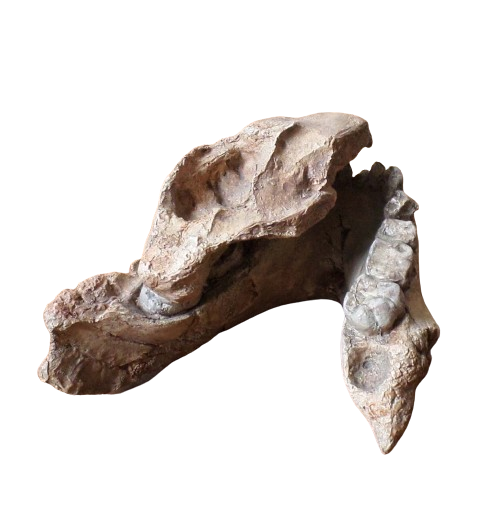 Australopithecus afarensis Jaw Maxilla and Mandible Replica Cast
