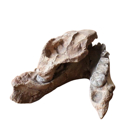 Australopithecus afarensis Jaw Maxilla and Mandible Replica Cast