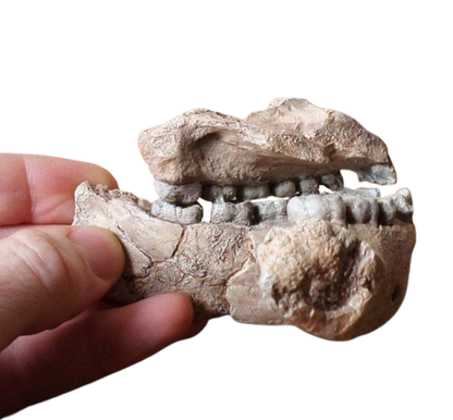 Australopithecus afarensis Jaw Maxilla and Mandible Replica Cast