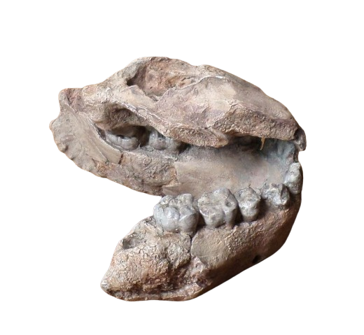 Australopithecus afarensis Jaw Maxilla and Mandible Replica Cast