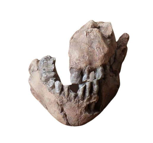 Australopithecus afarensis Jaw Maxilla and Mandible Replica Cast