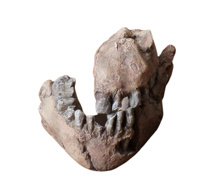 Australopithecus afarensis Jaw Maxilla and Mandible Replica Cast