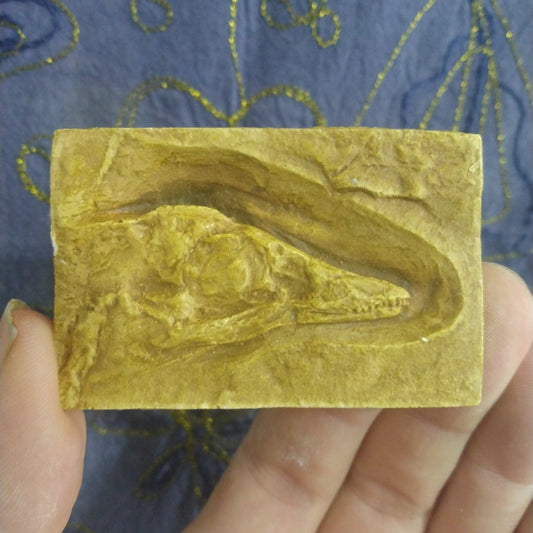 Archaeopteryx first bird skull cast replica
