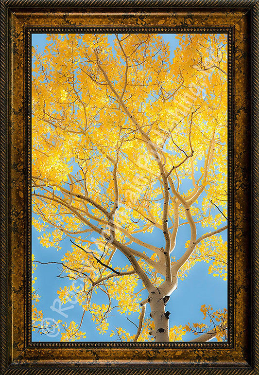 Aspen Glow ¨C Framed Giclee Canvas by Dan Ballard