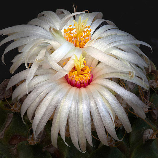 Artichoke Cactus - Art Prints by Richard Reynolds