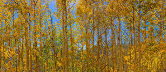 Aspen Trees - Art Prints by Richard Reynolds