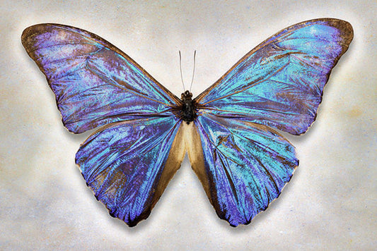 Aurora Morpho Butterfly Art Prints by Richard Reynolds