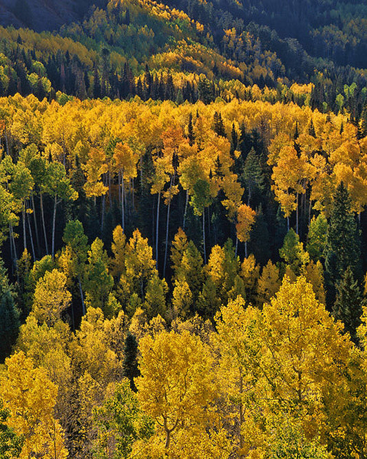 Autumn Aspens - Art Prints by Richard Reynolds