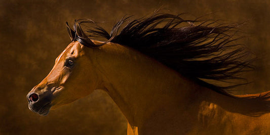 Arabian Runner by Robert Dawson
