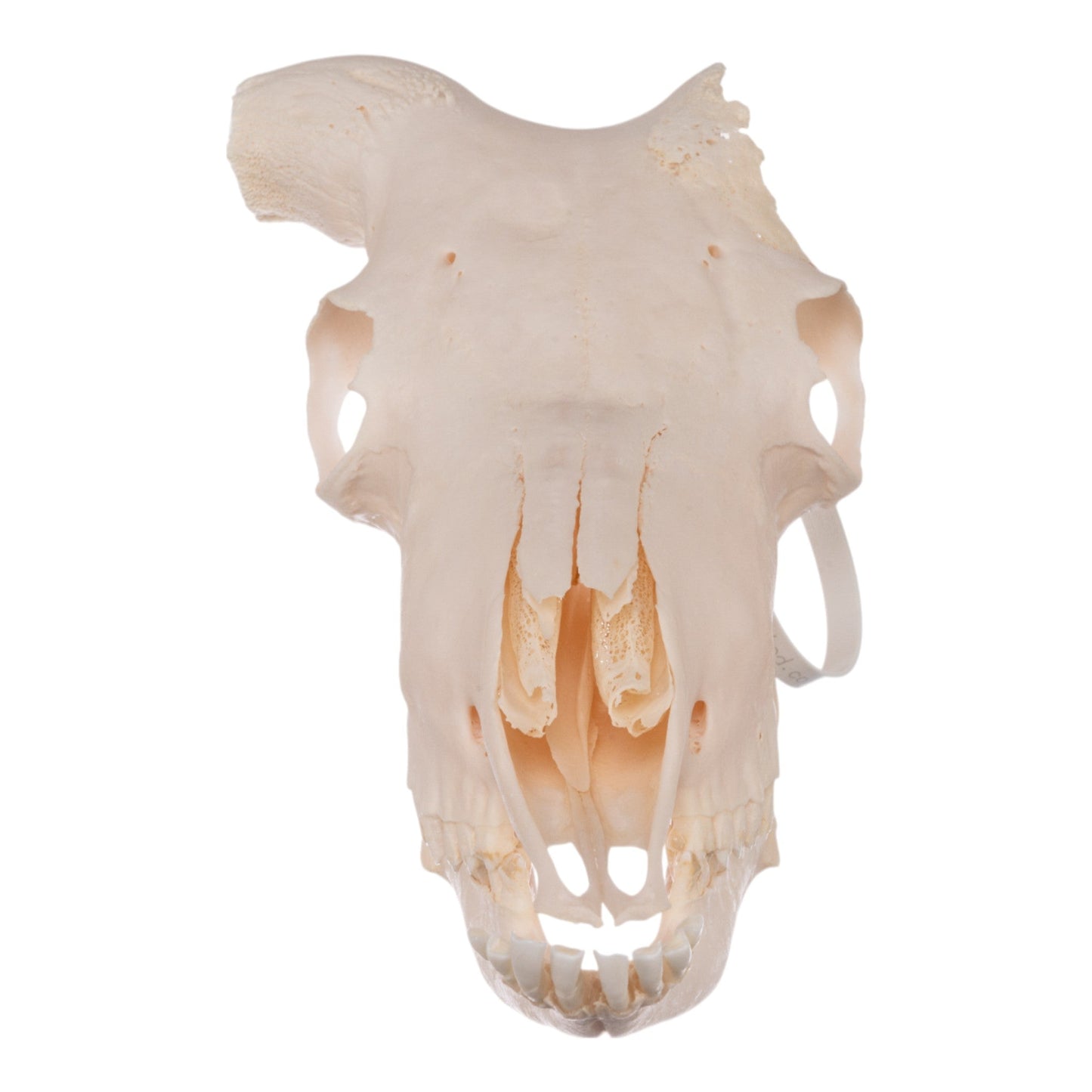 Real Aoudad Skull without Horns