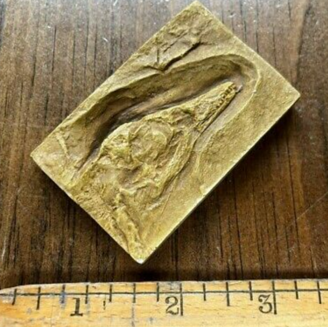 Archaeopteryx first bird skull cast replica