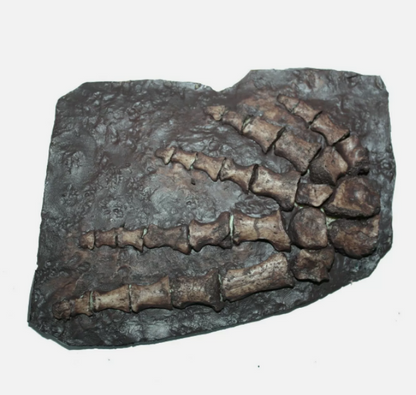 Archeria Foot fossil cast replica Texas