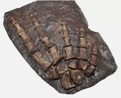 Archeria Foot fossil cast replica Texas