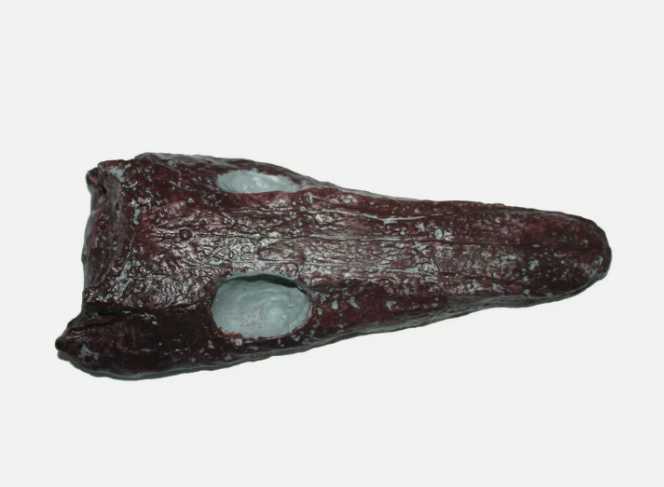 Archeria skull fossil cast replica Texas