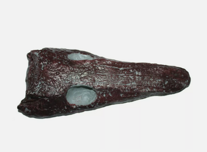 Archeria skull fossil cast replica Texas