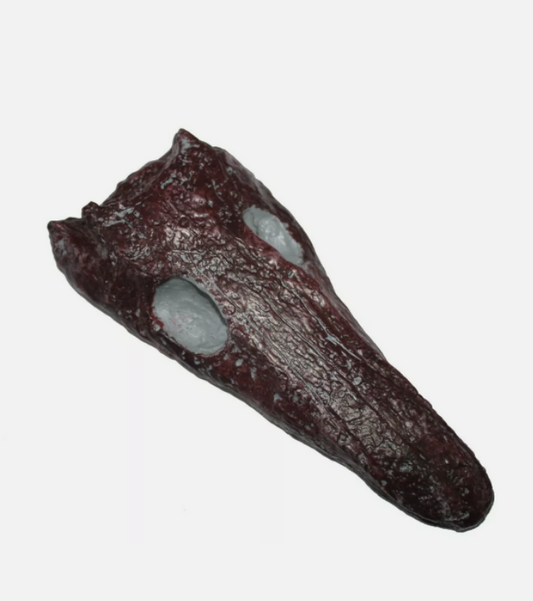 Archeria skull fossil cast replica Texas