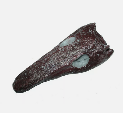 Archeria skull fossil cast replica Texas