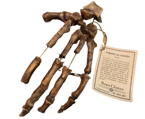 Ardipithecus Foot cast replica Full-size reconstruction cast reconstruction Updated 2025 Bone Clones