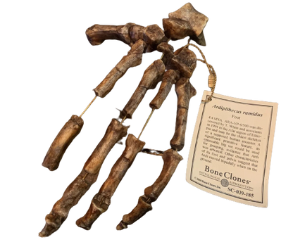 Ardipithecus Foot cast replica Full-size reconstruction cast reconstruction Updated 2025 Bone Clones