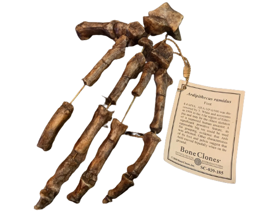 Ardipithecus Foot cast replica Full-size reconstruction cast reconstruction Updated 2025 Bone Clones
