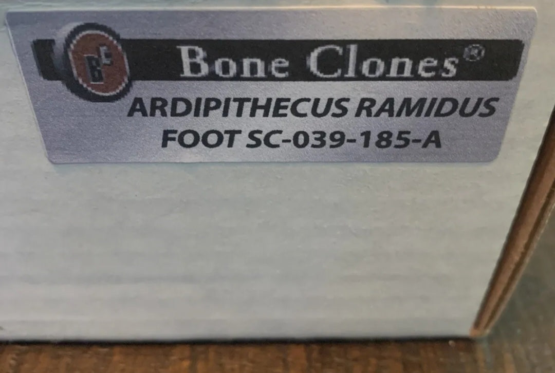 Ardipithecus Foot cast replica Full-size reconstruction cast reconstruction Updated 2025 Bone Clones