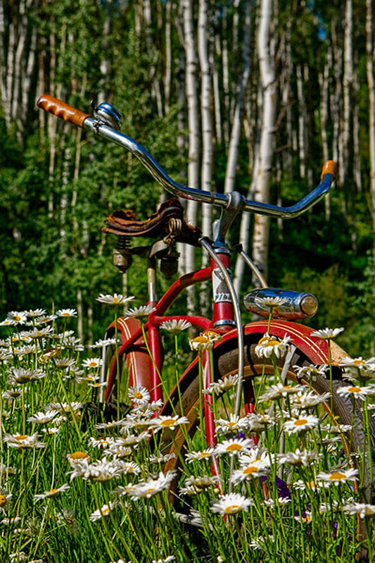 Aspen Daisy Bicycle Landscape Art Prints by Todd Van Fleet Artist