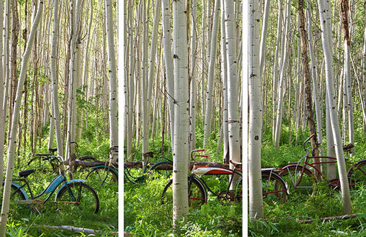 Aspen Herd Bicycle Art Prints by Todd Van Fleet Artist
