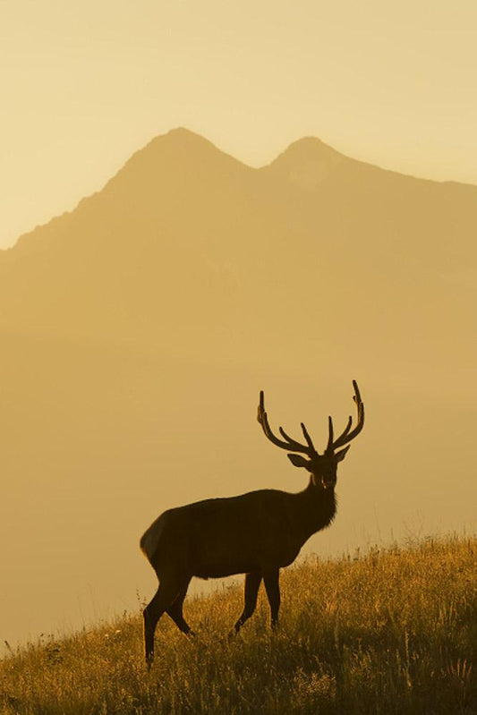 At Sunrise Art Prints by Robert Dawson