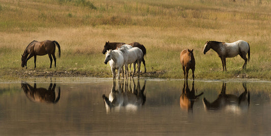 At the Water Hole Art Prints by Robert Dawson