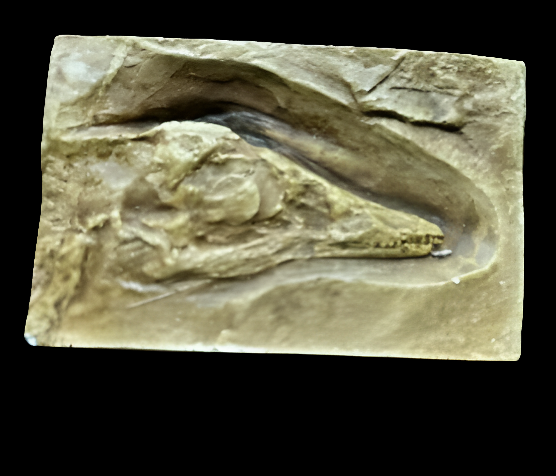 Archaeopteryx first bird skull cast replica