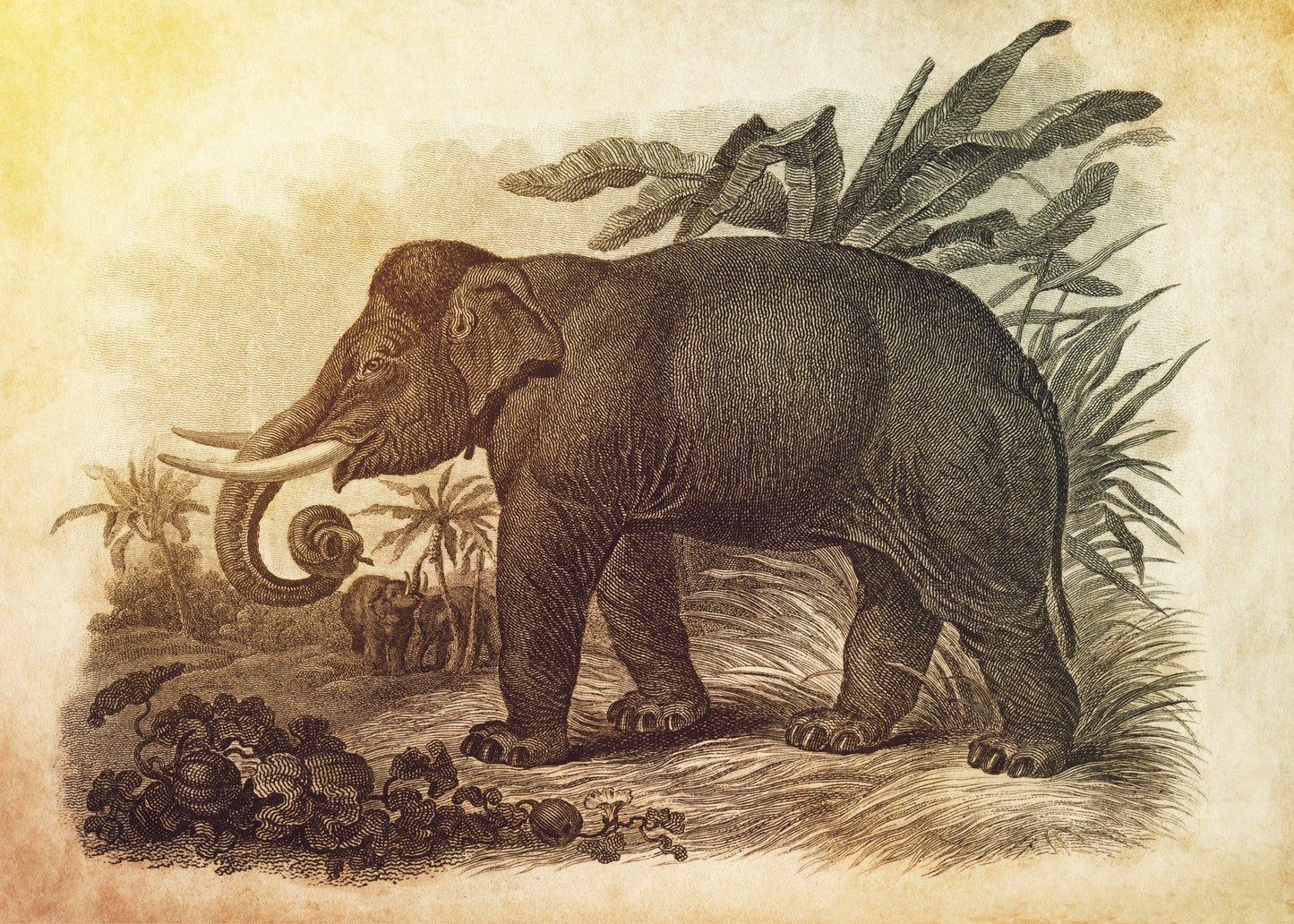 Asiatic Elephant Print