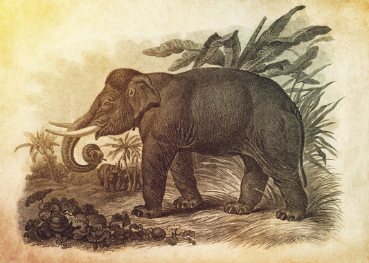 Asiatic Elephant Print