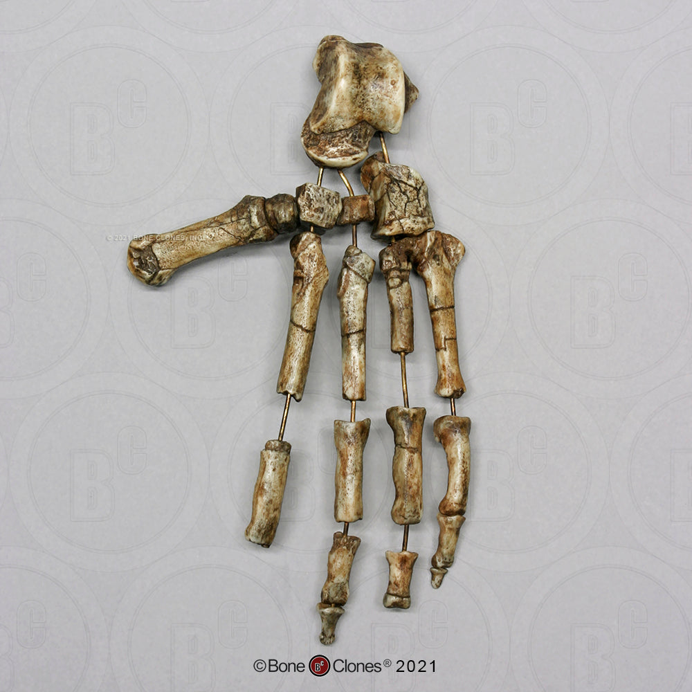 Ardipithecus Foot cast replica Full-size reconstruction cast reconstruction Updated 2025 Bone Clones