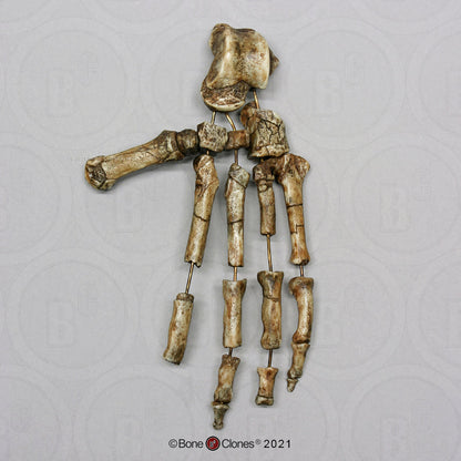 Ardipithecus Foot cast replica Full-size reconstruction cast reconstruction Updated 2025 Bone Clones